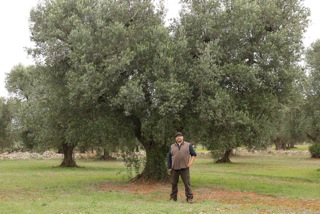 Raf et ses oliviers huile olive raf