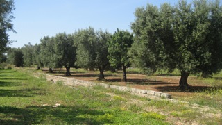 oliviers huile olive raf panorama