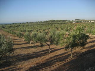 oliviers huile olive raf panorama