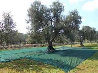 oliviers huile olive raf panorama