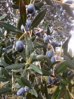 olives huile olive raf panorama