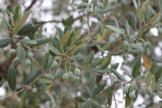 olives huile olive raf panorama